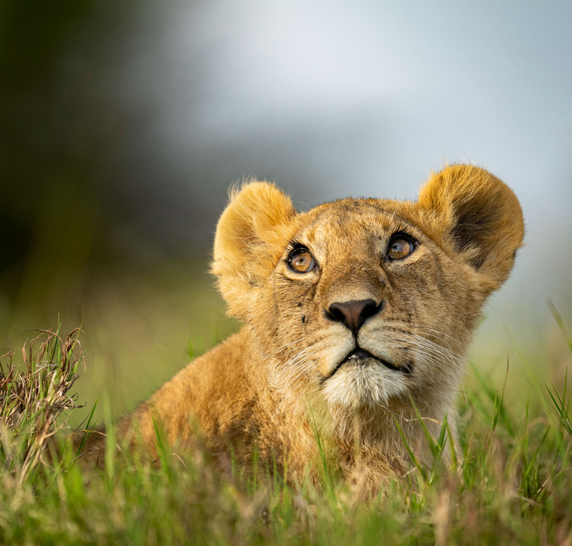 Masi-Mara-offroda-32.jpg