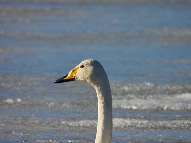 Nikon P1100_12w.jpg