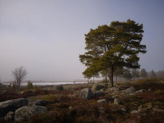 Fujifilm GFX100RF_blogg1.jpg