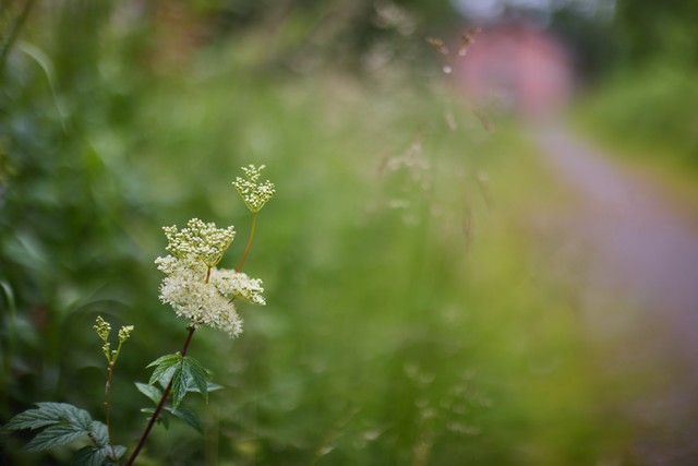 Canon RF 45mm f1.2 STM_24w.jpg