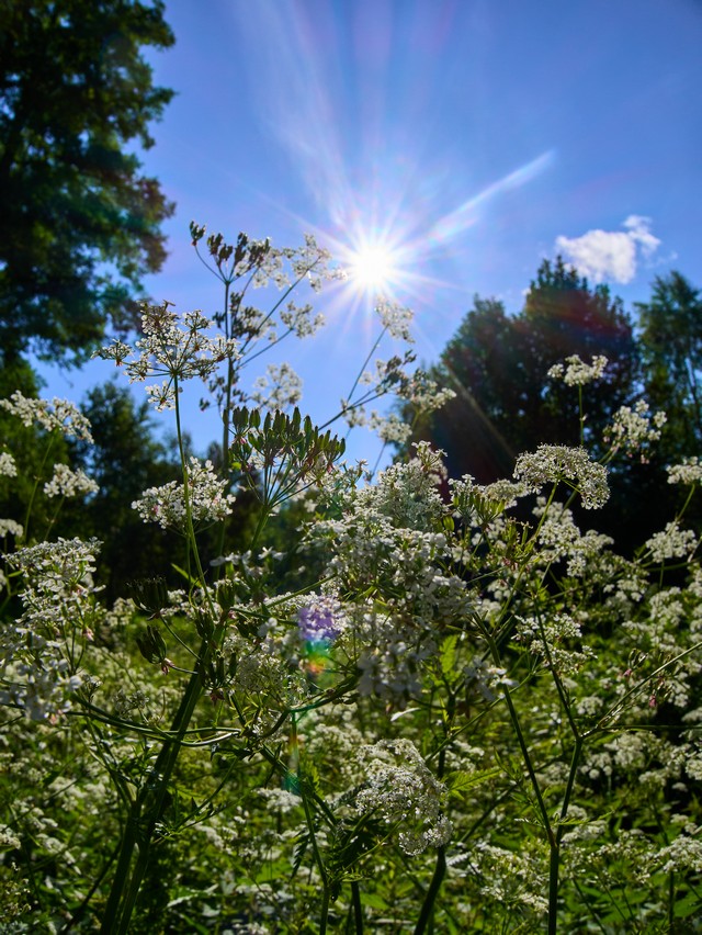 Panasonic Lumix DC L10_36w.jpg