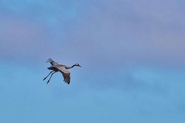 Sigma 300-600mm f4_6w.jpg