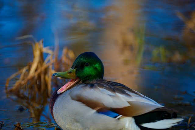 Nikon 120-300 f2,8_21w.jpg