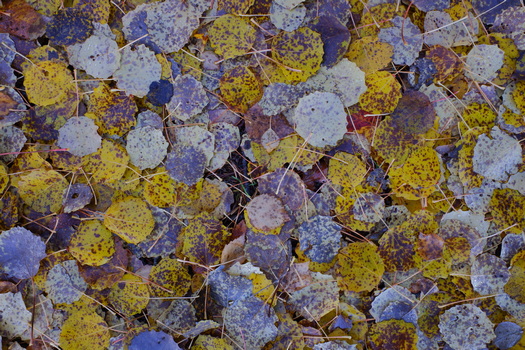 DSCF0236w.jpg