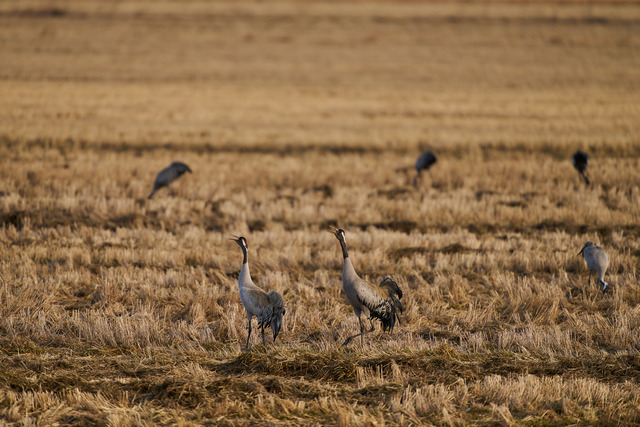 Sigma 300-600mm f4_20w.jpg