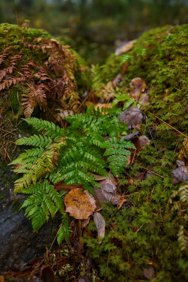 Sigma 35mm f1.2 II_8w.jpg