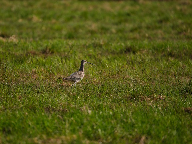 Fujifilm GF 500mm f5.6_21w.jpg