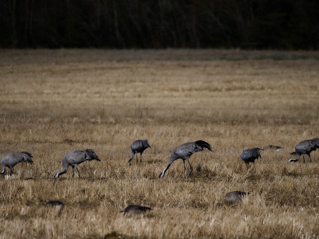 OM System 100-400mm_1w.jpg