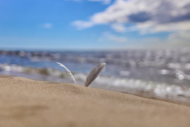 Panasonic S40mm_4w.jpg