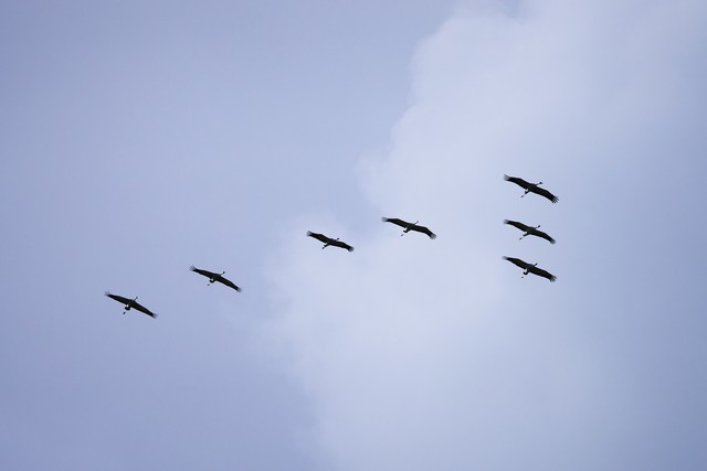 Sony FE 100-400mm f4.5_21w.jpg