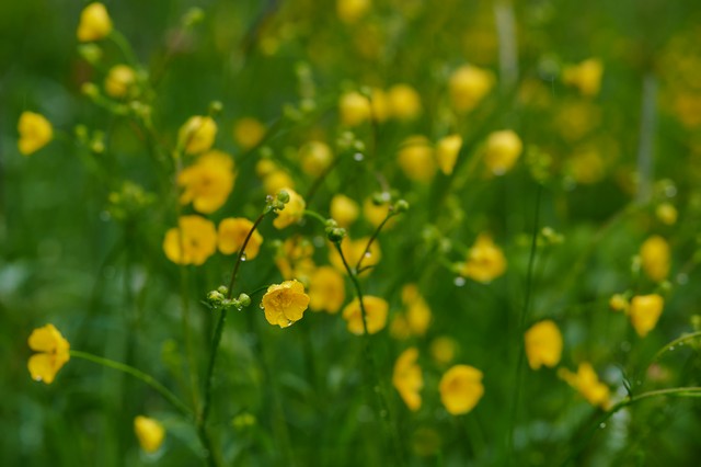 Viltrox 56mm f1.7_6w.jpg