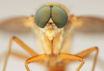 vinnare-macro_0.jpg