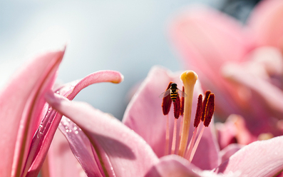 macro-_0.jpg