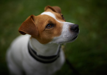 bokeh_0_4.jpg