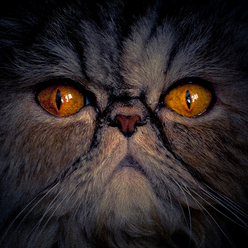 kattskrack-_0.jpg