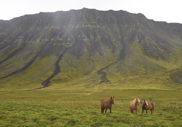 wild-horses_0.jpg