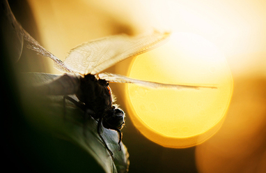 macro-trea-_0.jpg