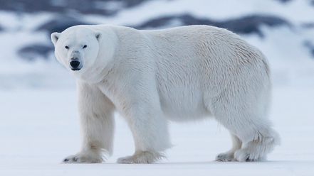 svalbard_0_1.jpg