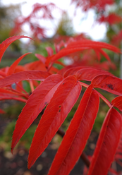 sony-dsc-rx10-iv_0.png