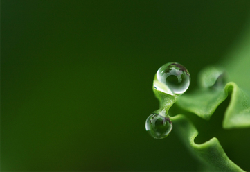 tema-macro_0.jpg