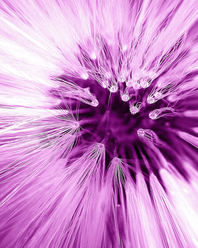 macro-lila_0.jpg