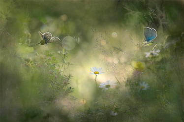 vinnare-midsommar_0.jpg