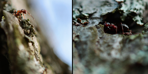 nikon-40mm-macro_0.jpg