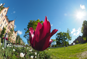 olympus-m-zuiko-digital-8-1-8-pro-fisheye_0.png