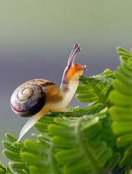 macro-vinnare-_0.jpg