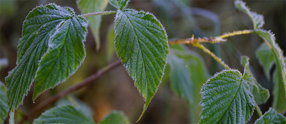 zeiss-touit-50-2-8-macro_0_1.jpg
