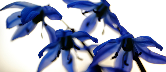 zeiss-touit-50-2-8-macro_0.jpg