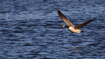 nikon-1-nikkor-vr-70-300-4-5-5-6_0.jpg