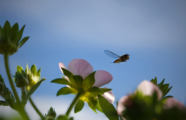 macro-lugn_0.jpg