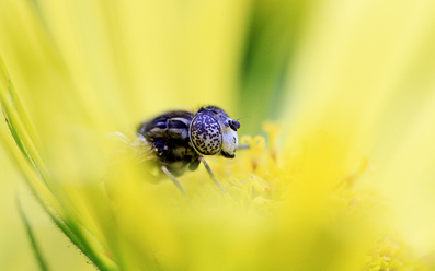 macro-flugan_0.jpg