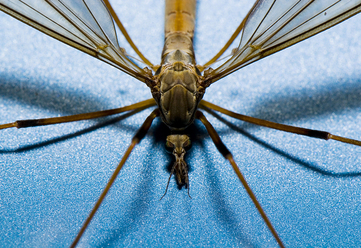 macro-glitter_0.jpg