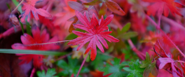 fujifilm-finepix-x100t_0.jpg