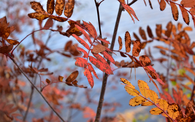 nikon-af-p-dx-18-55-3-5-5-6g-vr_0.jpg