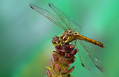 macro-tvaa-_0.jpg
