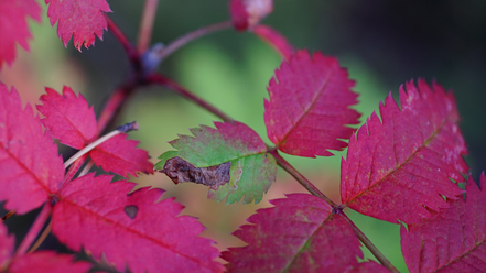 sony-af-50-2-8-macro_0.jpg