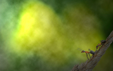 macro-stackmyror_0.jpg