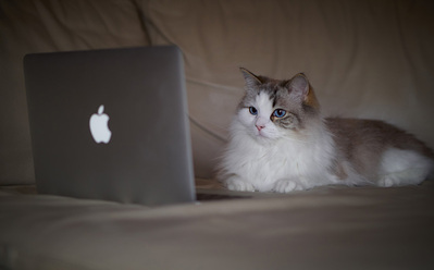icat_0.jpg