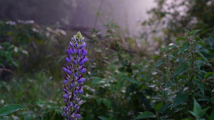 sony-alpha-7r-ii_0.jpg