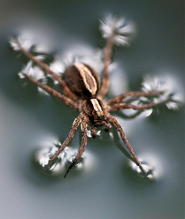macro-yta_0.jpg
