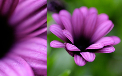 macro-_0_1.jpg