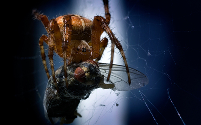 macro-fange_0.jpg