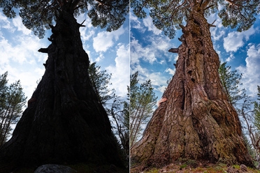 tree.jpg