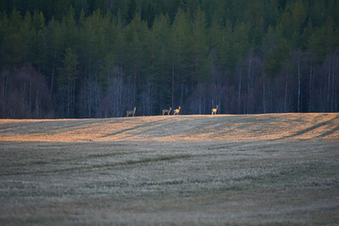 norrland_0.jpg