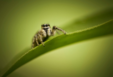 vinnaren-av-macro-tavlingen-_0.jpg