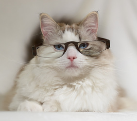 apo-cat_0.jpg