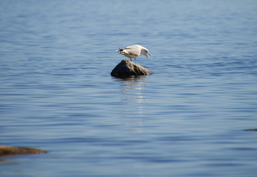 tamron-af-16-300-3-5-6-3-di-ii-vc-pzd-till-canon_0.jpg